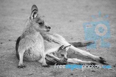 Kangaroo Outside During The Day Stock Photo
