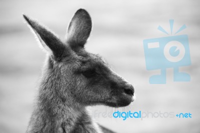 Kangaroo Outside During The Day Stock Photo