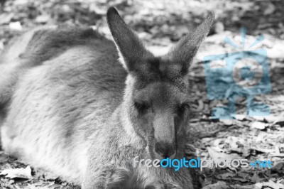 Kangaroo Outside During The Day Stock Photo