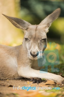 Kangaroo Outside During The Day Time Stock Photo