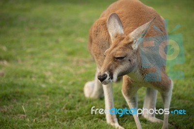 Kangaroo Outside During The Day Time Stock Photo