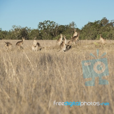 Kangaroos In The Countryside Stock Photo