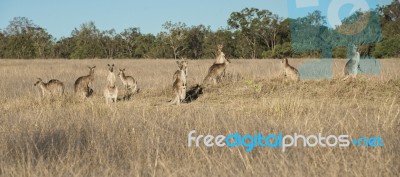 Kangaroos In The Countryside Stock Photo