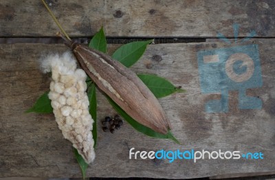 Kapok Stock Photo Kapok Stock Photo