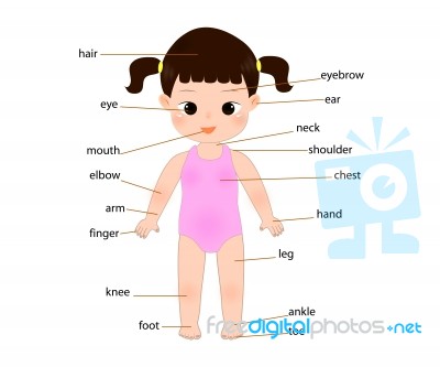 Kid Anatomy Stock Image