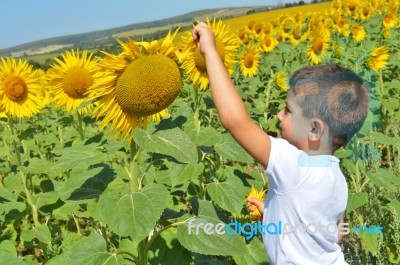 Kid And Sunflowers Stock Photo