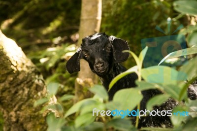 Kid-what Are You Doing?? Stock Photo