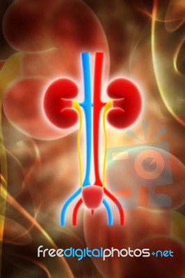 Kidney Stock Image