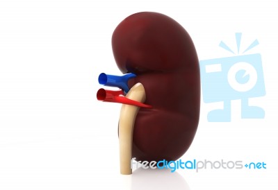 Kidney Stock Image