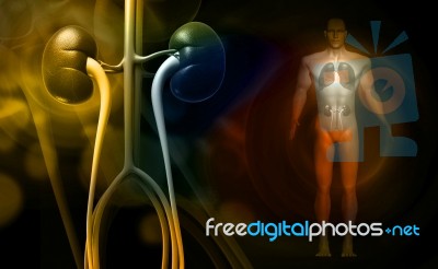 Kidney With Human Body Stock Image