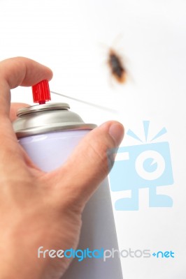 Killing Cockroach Stock Photo