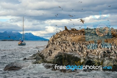 King Cormorant Colony Sits On An Island In The Beagle Channel. S… Stock Photo