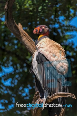 King Vulture (sarcoramphus Papa) Stock Photo