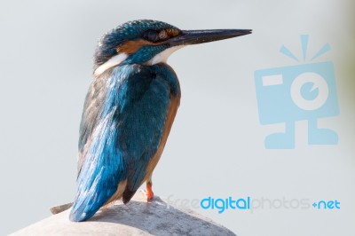 Kingfisher Stock Photo