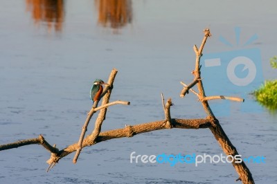 Kingfisher (alcedo Atthis) At Rspb Rainham Marshes Bird Reserve Stock Photo