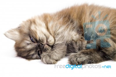 Kitten Stock Photo Kitten Stock Photo