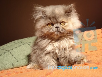Kitten Beauty Stock Photo