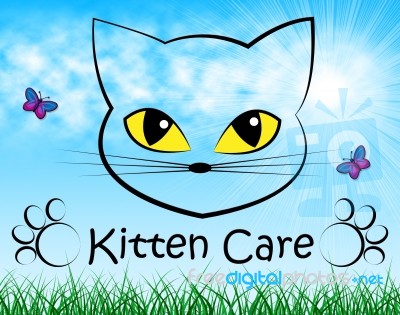 Kitten Care Means Look After And Cat Stock Image