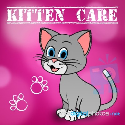 Kitten Care Means Looking After And Loving Cats Stock Image