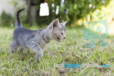 Kitten In The Garden Stock Photo