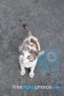 Kitten Looking Upwards Stock Photo