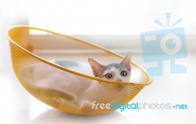Kitten On Yellow Basket Stock Photo