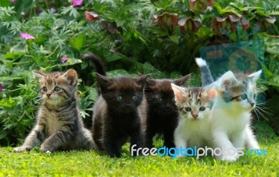 Kittens Stock Photo