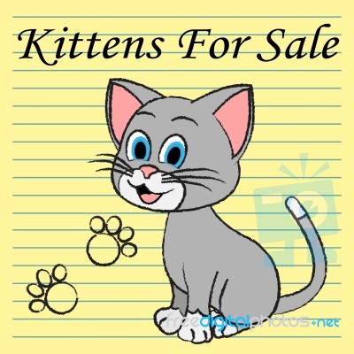 Kittens For Sale Shows Cats On Market And Advertisement Stock Image