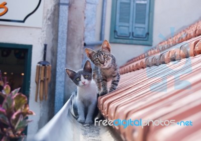 Kittens On A Roof Stock Photo