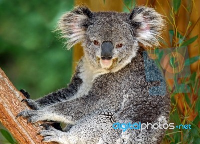 Koala Stock Photo