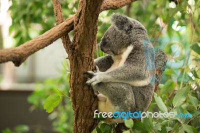 Koala By Itself In A Tree Stock Photo