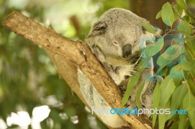 Koala By Itself In A Tree Stock Photo