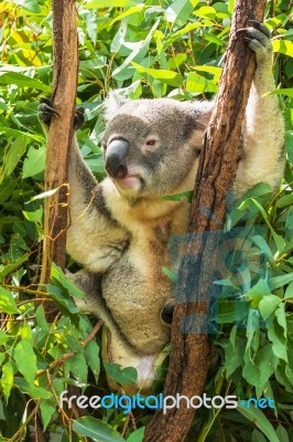 Koala By Itself In A Tree Stock Photo