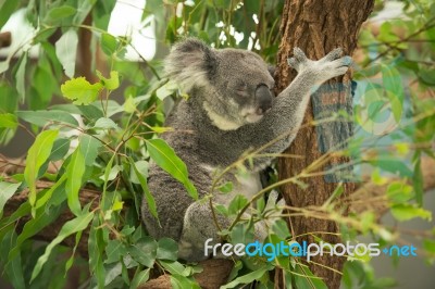 Koala By Itself In A Tree Stock Photo