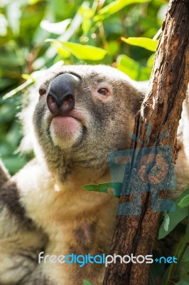 Koala By Itself In A Tree Stock Photo