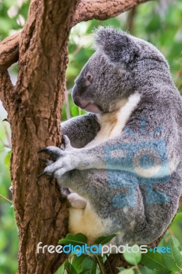 Koala By Itself In A Tree Stock Photo