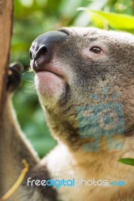 Koala By Itself In A Tree Stock Photo