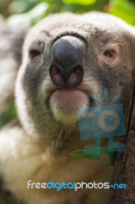 Koala By Itself In A Tree Stock Photo