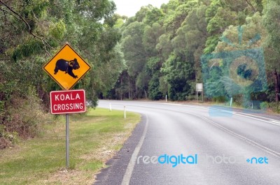 Koala Crossing Stock Photo