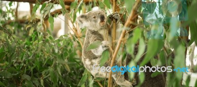 Koala In A Eucalyptus Tree Stock Photo