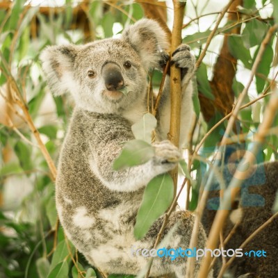 Koala In A Eucalyptus Tree Stock Photo