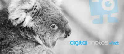 Koala In A Eucalyptus Tree. Black And White Stock Photo