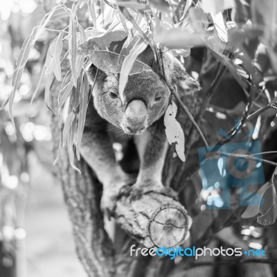 Koala In A Eucalyptus Tree. Black And White Stock Photo