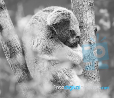 Koala In A Eucalyptus Tree. Black And White Stock Photo