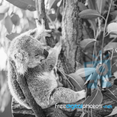 Koala In A Eucalyptus Tree. Black And White Stock Photo