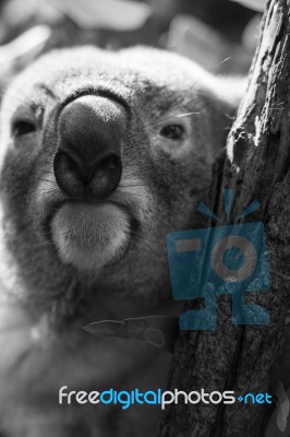 Koala In A Eucalyptus Tree. Black And White Stock Photo