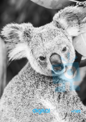 Koala In A Eucalyptus Tree. Black And White Stock Photo