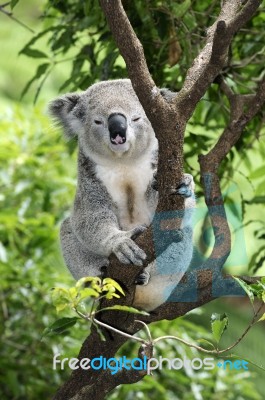 Koala In Australia Stock Photo