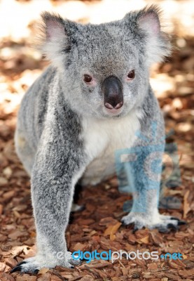 Koala Visit Stock Photo