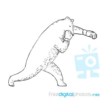 Kodiak Bear Left Straight Punch Drawing Stock Image